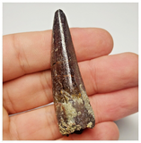 T103 - Finest Grade 2.36'' Red Spinosaurus Dinosaur Tooth Cretaceous KemKem Beds