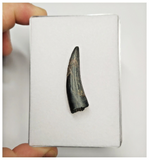 T162 - Rare Suchomimus tenerensis Dinosaur Tooth Lower Cretaceous Elrhaz Fm