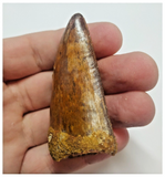 T65 - Serrated 2.28 Inch Carcharodontosaurus Dinosaur Tooth - Cretaceous KemKem