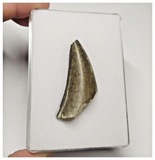 T12 - Rare Eocarcharia dinops Dinosaur Tooth - Cretaceous Elrhaz Fm Tenere Desert