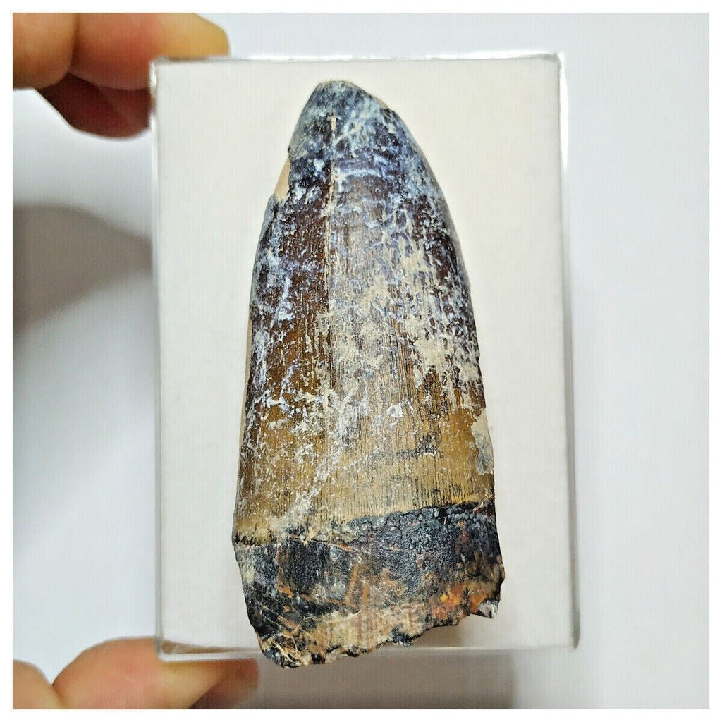 JS34 - Huge Sarcosuchus imperator Crocodile Tooth Lower Cretaceous Elrhaz Fm