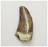 JS152 - Rare Eocarcharia dinops Dinosaur Tooth Cretaceous Elrhaz Fm Tenere Desert