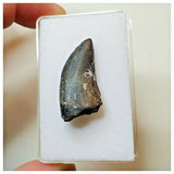 S29 - Rare Eocarcharia dinops Dinosaur Tooth - Cretaceous Elrhaz Fm Tenere Desert