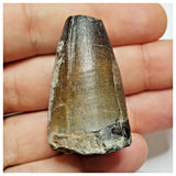 JS37 - Huge Sarcosuchus imperator Crocodile Tooth Lower Cretaceous Elrhaz Fm