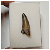 W21 - Rare Suchomimus tenerensis Dinosaur Tooth Lower Cretaceous Elrhaz Fm