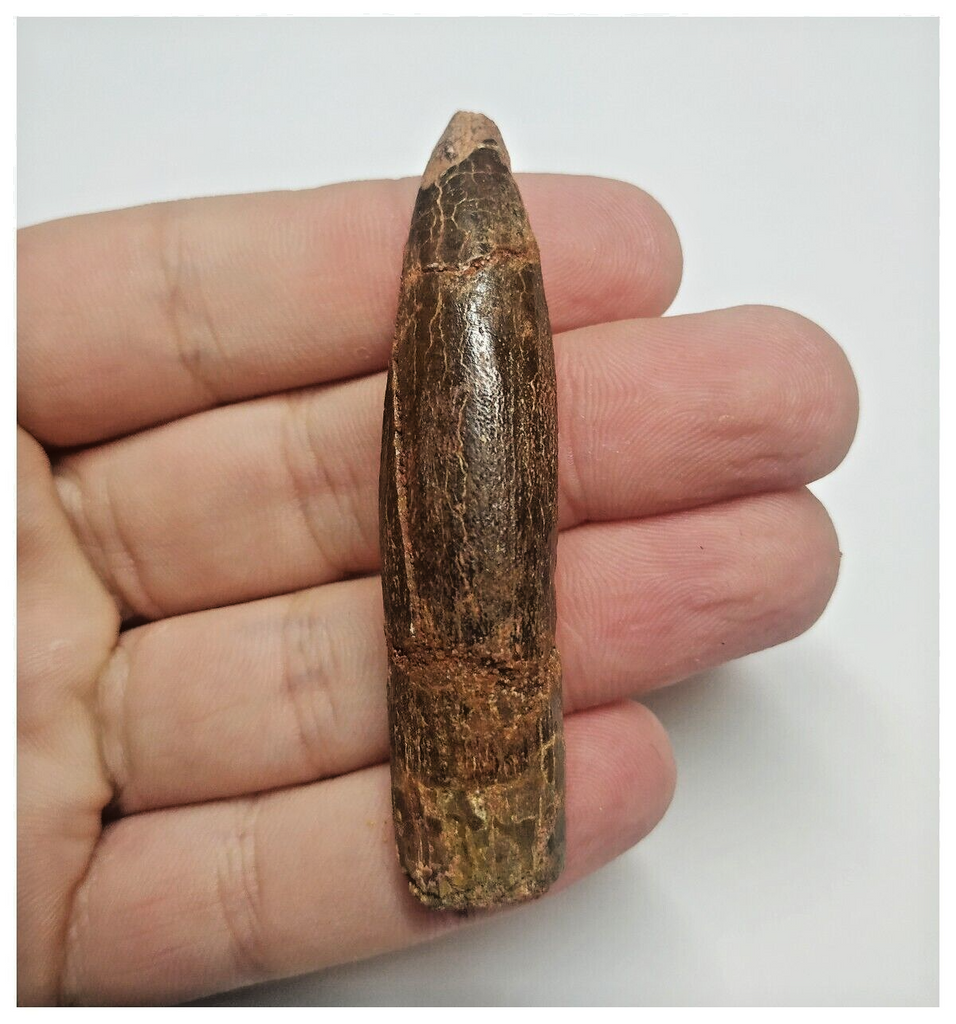 T80 - Huge Rebbachisaurus garasbae Diplodocoid Sauropod Dinosaur Tooth KemKem