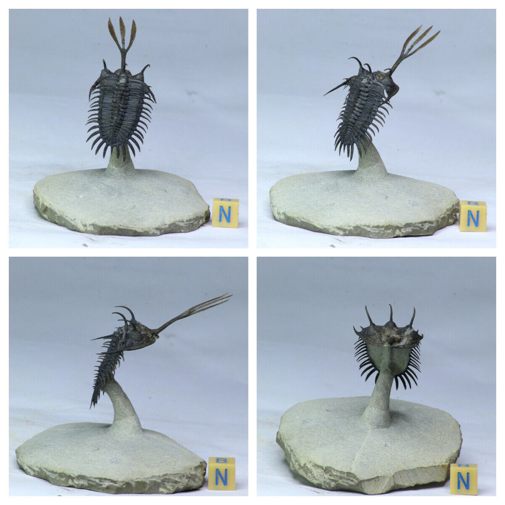 J1 & R342 Walliserops trifurcatus + Prionocheilus Trilobites - Tadashi Order