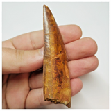 T53 - Serrated 3.03 Inch Carcharodontosaurus Dinosaur Tooth - Cretaceous KemKem