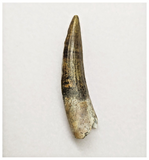 T160 - Rare Suchomimus tenerensis Dinosaur Tooth Lower Cretaceous Elrhaz Fm