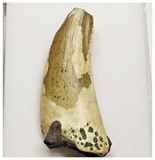 T22 - Rare Suchomimus tenerensis Dinosaur Tooth Lower Cretaceous Elrhaz Fm