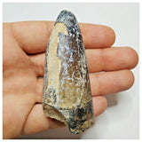 JS34 - Huge Sarcosuchus imperator Crocodile Tooth Lower Cretaceous Elrhaz Fm