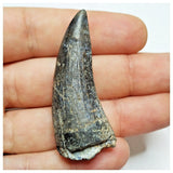 JS39 - Rare Suchomimus tenerensis Dinosaur Tooth Cretaceous Elrhaz Fm Tenere Desert