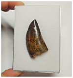 T74 - Finest Grade Black Carcharodontosaurus Dinosaur Tooth - Cretaceous KemKem