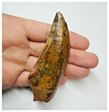 T52 - Gem Grade 3.54 Inch Carcharodontosaurus Dinosaur Tooth - Cretaceous KemKem