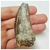 W8 - Rare Eocarcharia dinops Dinosaur Tooth - Cretaceous Elrhaz Fm Tenere Desert