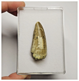 T26 - Rare Suchomimus tenerensis Dinosaur Tooth Lower Cretaceous Elrhaz Fm