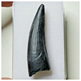 S6 - Exceedingly Rare Suchomimus tenerensis Dinosaur Tooth - Elrhaz Fm - Niger
