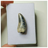 S4- Rare Afrovenator abakensis Megalosaurid Dinosaur Tooth Jurassic Tiouraren Fm