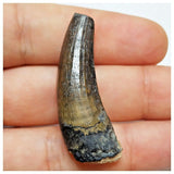 JS38 - Rare Suchomimus tenerensis Dinosaur Tooth Cretaceous Elrhaz Fm Tenere Desert