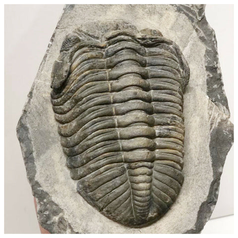 Lot of different trilobites - Order 143942046975