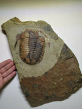 Lot of Well Prepared Trilobites - Order Tadashi