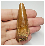 T105 - Beautiful Orange 2.51'' Spinosaurus Dinosaur Tooth Cretaceous KemKem Beds