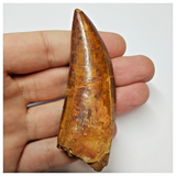 T53 - Serrated 3.03 Inch Carcharodontosaurus Dinosaur Tooth - Cretaceous KemKem