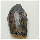 JS4 - Top Rare Jobaria tiguidensis Sauropod Dinosaur Tooth Jurassic Tiouraren Fm