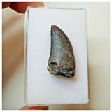 S29 - Rare Eocarcharia dinops Dinosaur Tooth - Cretaceous Elrhaz Fm Tenere Desert