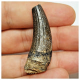 JS38 - Rare Suchomimus tenerensis Dinosaur Tooth Cretaceous Elrhaz Fm Tenere Desert