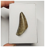 T12 - Rare Eocarcharia dinops Dinosaur Tooth - Cretaceous Elrhaz Fm Tenere Desert