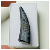 S6 - Exceedingly Rare Suchomimus tenerensis Dinosaur Tooth - Elrhaz Fm - Niger