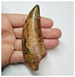 T52 - Gem Grade 3.54 Inch Carcharodontosaurus Dinosaur Tooth - Cretaceous KemKem