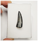 T248 - Rare Suchomimus tenerensis Dinosaur Tooth Lower Cretaceous Elrhaz Fm