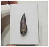 F7 - Rare Suchomimus tenerensis Dinosaur Tooth Cretaceous Elrhaz Fm Tenere Desert