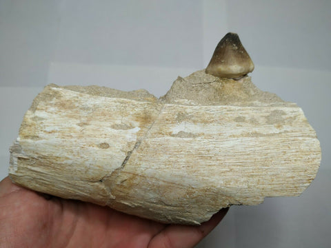 T101- Great Rare 5.68'' Globidens phosphaticus (Mosasaur) Partial Jaw Cretaceous -  Trystan Order