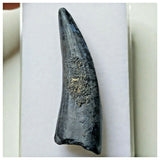 S6 - Exceedingly Rare Suchomimus tenerensis Dinosaur Tooth - Elrhaz Fm - Niger