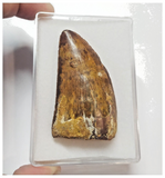 T65 - Serrated 2.28 Inch Carcharodontosaurus Dinosaur Tooth - Cretaceous KemKem