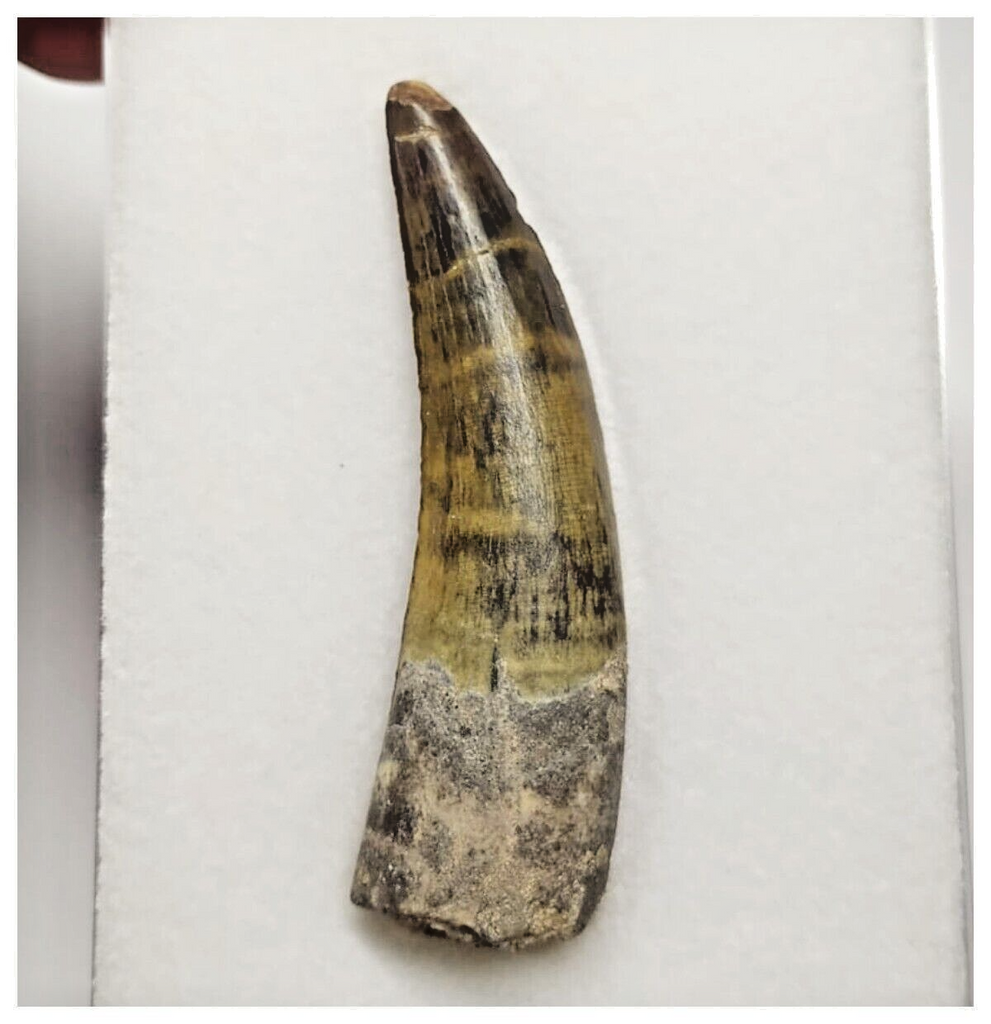 T15 - Rare Suchomimus tenerensis Dinosaur Tooth Lower Cretaceous Elrha ...