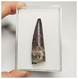 T103 - Finest Grade 2.36'' Red Spinosaurus Dinosaur Tooth Cretaceous KemKem Beds