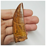 T53 - Serrated 3.03 Inch Carcharodontosaurus Dinosaur Tooth - Cretaceous KemKem