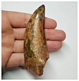 T52 - Gem Grade 3.54 Inch Carcharodontosaurus Dinosaur Tooth - Cretaceous KemKem