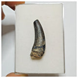 JS38 - Rare Suchomimus tenerensis Dinosaur Tooth Cretaceous Elrhaz Fm Tenere Desert