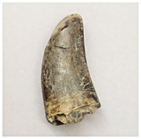 JS152 - Rare Eocarcharia dinops Dinosaur Tooth Cretaceous Elrhaz Fm Tenere Desert