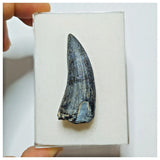 JS39 - Rare Suchomimus tenerensis Dinosaur Tooth Cretaceous Elrhaz Fm Tenere Desert