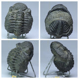 R363, R360 & T110 Drotops + Cornuproetus + Conocoryphe Trilobites  - Tadashi Order