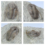 R363, R360 & T110 Drotops + Cornuproetus + Conocoryphe Trilobites  - Tadashi Order