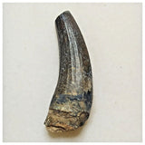 JS38 - Rare Suchomimus tenerensis Dinosaur Tooth Cretaceous Elrhaz Fm Tenere Desert