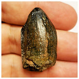 JS80 - Top Rare Jobaria tiguidensis Sauropod Dinosaur Tooth Jurassic Tiouraren Fm