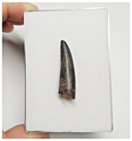 T159 - Rare Suchomimus tenerensis Dinosaur Tooth Lower Cretaceous Elrhaz Fm